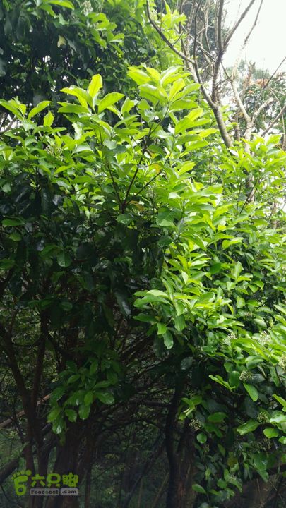 香港九龙屋脊连穿：笔架山-狮子山-飞鹅山茂密植被