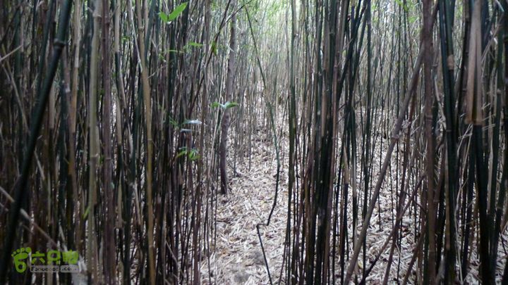 瓯北山脊穿过竹林