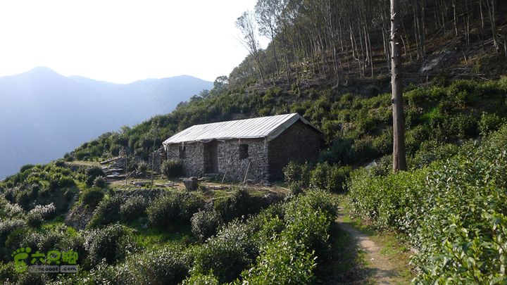 雁荡山石门雁湖凌云尖环线从茶园小屋门前走过