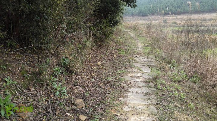 石仙IMG_20150319_161802