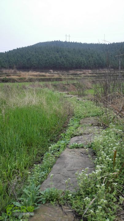 石仙IMG_20150319_161241