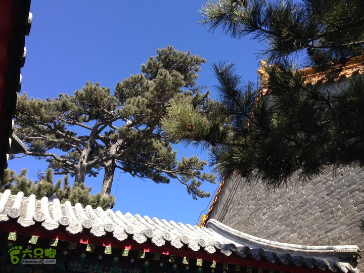 20150320-21骑行阳台山-妙峰山-禅房 （下篇）150321-涧沟村-妙峰山主峰-禅房-上苇甸村 (古松)