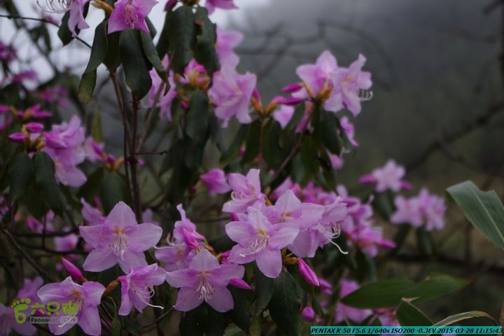20150328-登宝鼎山(南宝鼎)-(桂林驴先锋户外)IMGP1684