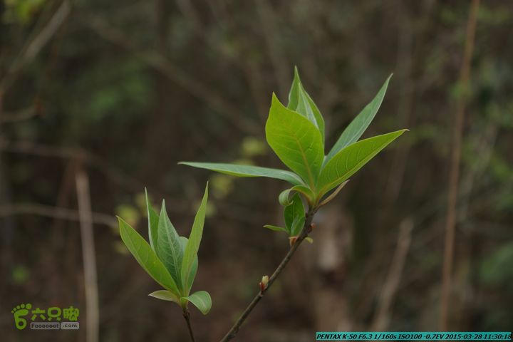 20150328-登宝鼎山(南宝鼎)-(桂林驴先锋户外)IMGP1704