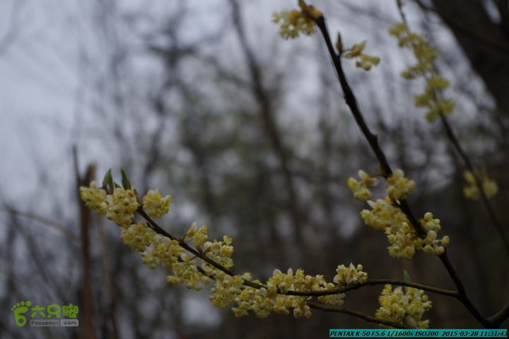 20150328-登宝鼎山(南宝鼎)-(桂林驴先锋户外)IMGP1705