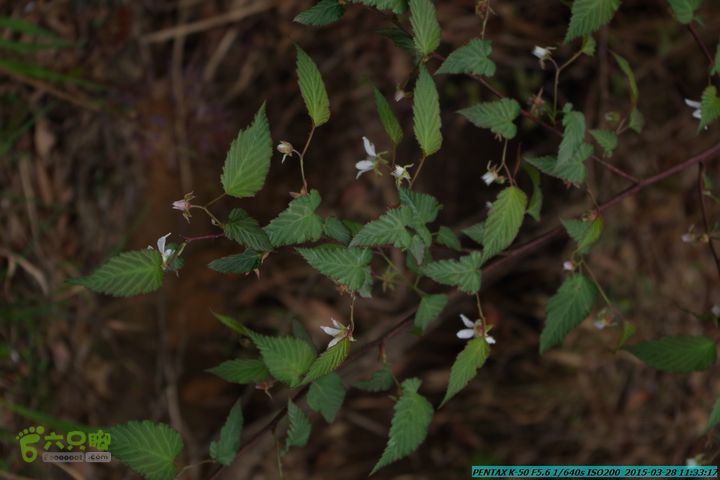 20150328-登宝鼎山(南宝鼎)-(桂林驴先锋户外)IMGP1708