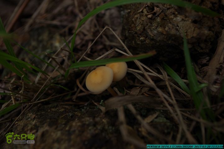 20150328-登宝鼎山(南宝鼎)-(桂林驴先锋户外)IMGP1736