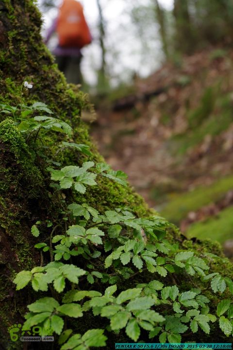20150328-登宝鼎山(南宝鼎)-(桂林驴先锋户外)IMGP1758