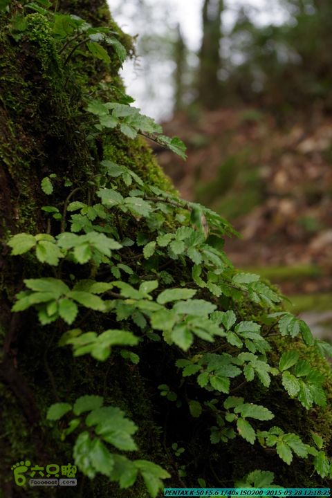 20150328-登宝鼎山(南宝鼎)-(桂林驴先锋户外)IMGP1759