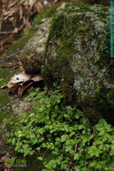 20150328-登宝鼎山(南宝鼎)-(桂林驴先锋户外)IMGP1771
