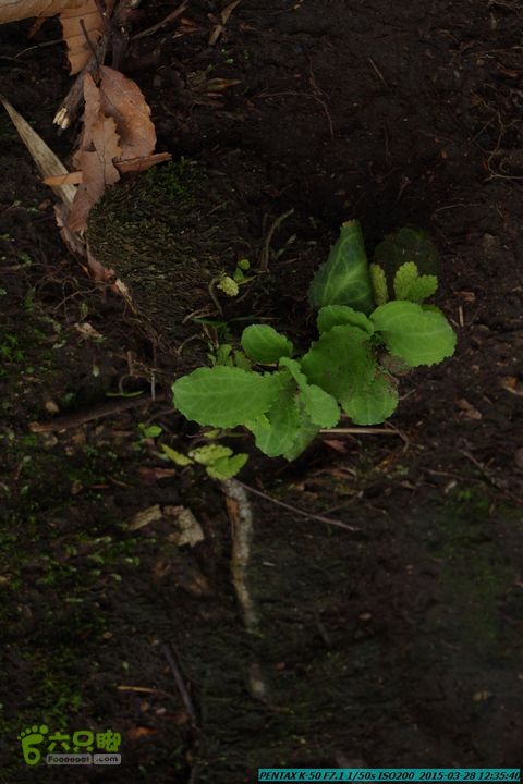 20150328-登宝鼎山(南宝鼎)-(桂林驴先锋户外)IMGP1779