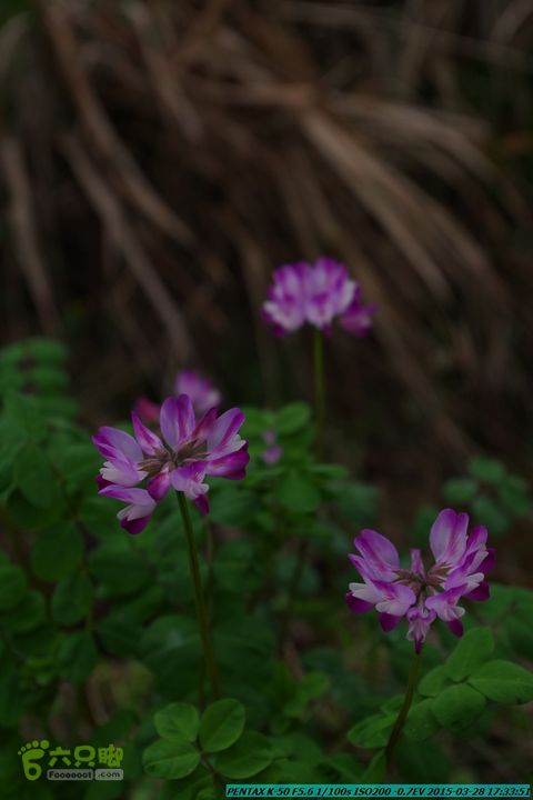 20150328-登宝鼎山(南宝鼎)-(桂林驴先锋户外)IMGP2245