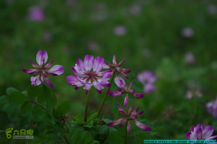 20150328-登宝鼎山(南宝鼎)-(桂林驴先锋户外)IMGP2250