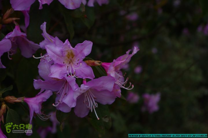20150328-登宝鼎山(南宝鼎)-(桂林驴先锋户外)IMGP2290