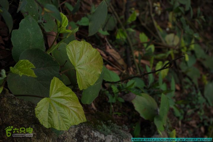 20150328-登宝鼎山(南宝鼎)-(桂林驴先锋户外)IMGP2297
