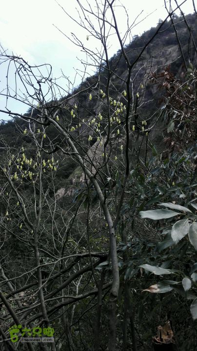 绩溪七姑山连穿2015-03-28 11:11:06