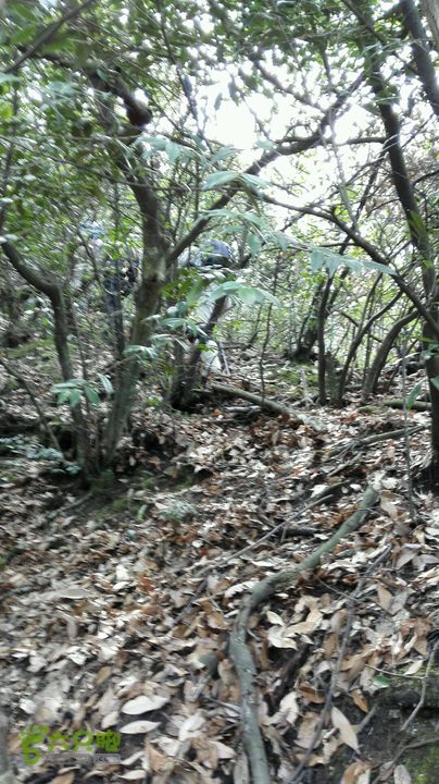 绩溪七姑山连穿2015-03-28 11:28:18