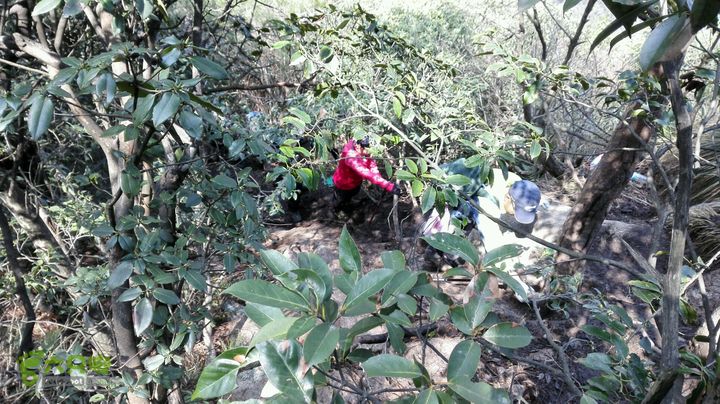 绩溪七姑山连穿2015-03-28 12:25:46