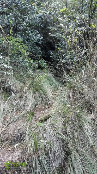 绩溪七姑山连穿荆棘丛生的路