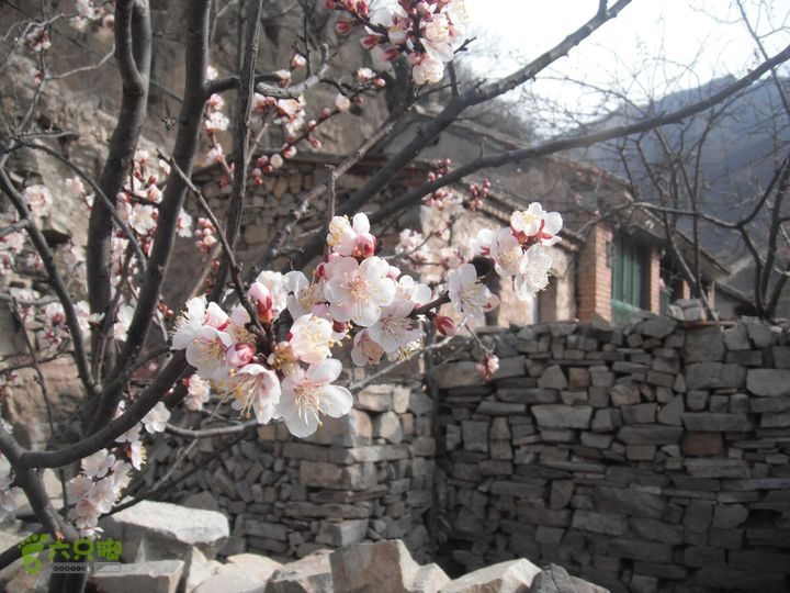 苟各庄-紫石口-天璇-鱼斗泉DSCF8671