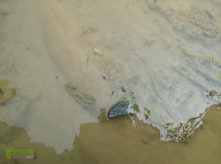 清流河环保徒步（第一阶段）发现小蝌蚪