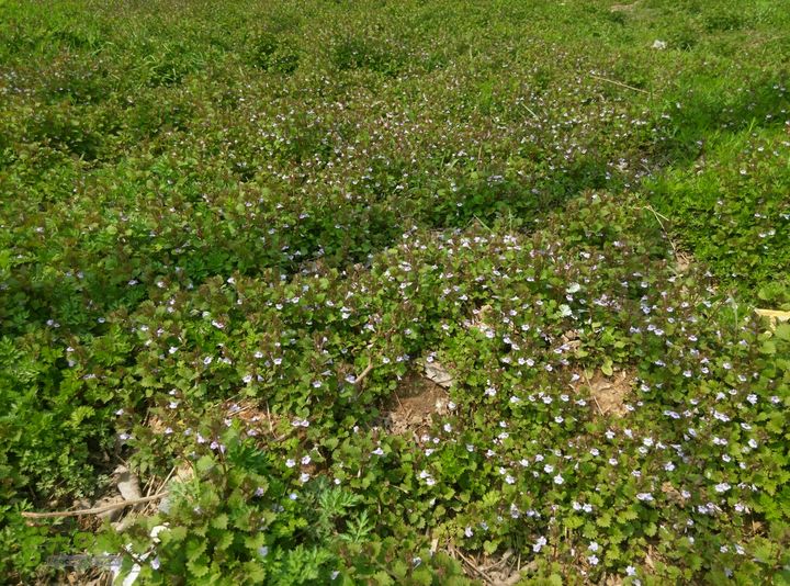 清流河环保徒步（第一阶段）多美的小野花