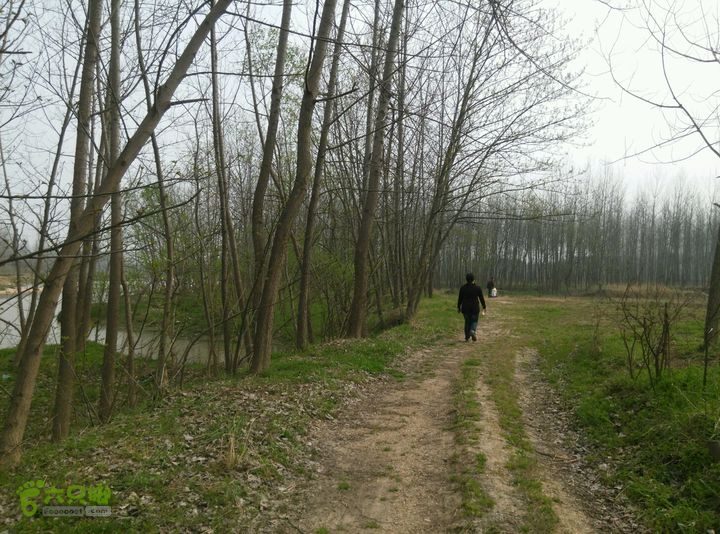 清流河环保徒步（第一阶段）沿河森林带