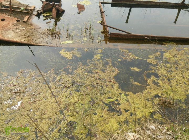 清流河环保徒步（第一阶段）岸边水洼