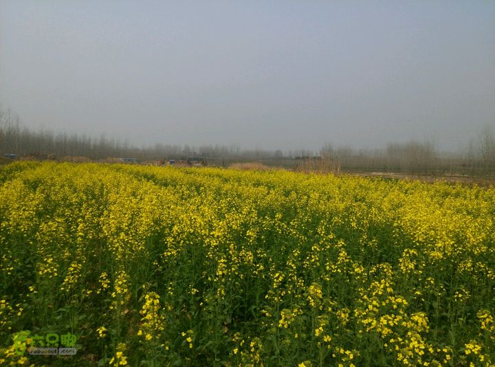 清流河环保徒步（第一阶段）一处油菜花