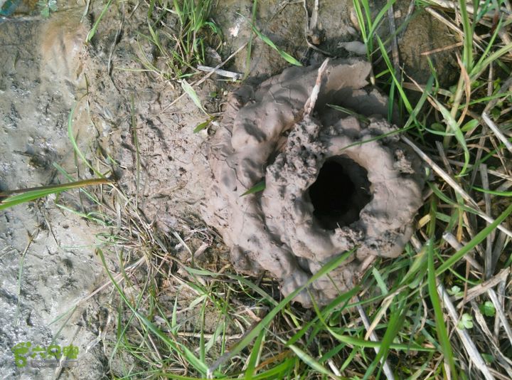 清流河环保徒步（第一阶段）什么动物打的洞？
