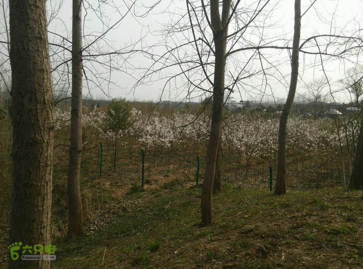 清流河环保徒步（第一阶段）一处花海