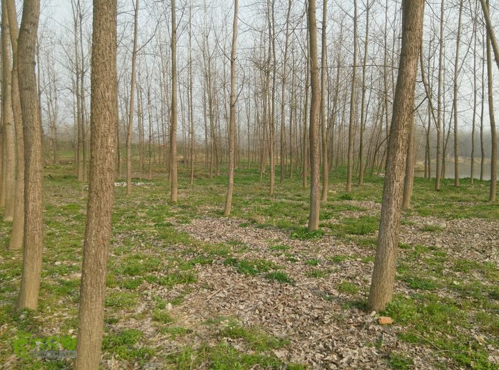 清流河环保徒步（第一阶段）一处河边树林