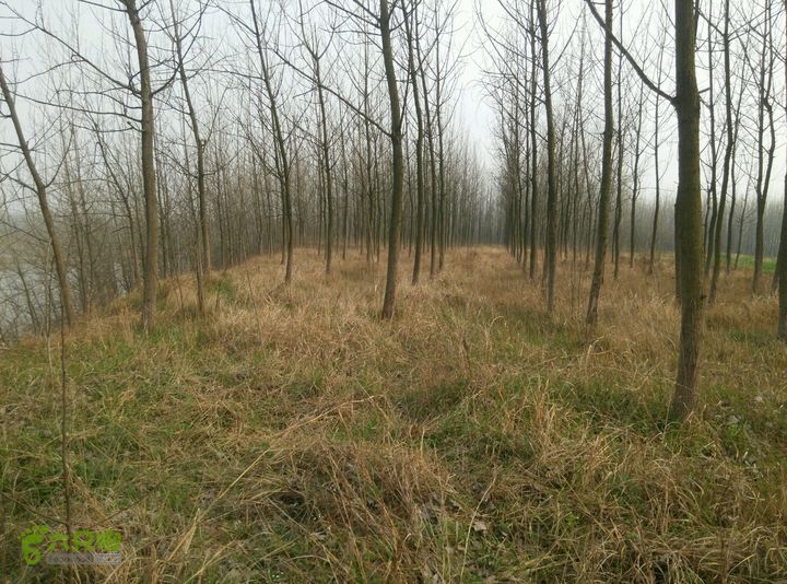 清流河环保徒步（第一阶段）河岸上面的树林