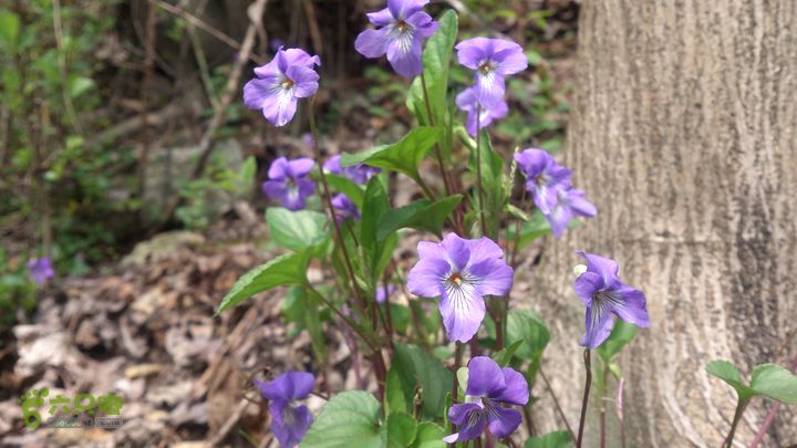 大球山（上保山）—横路头穿越犁頭草