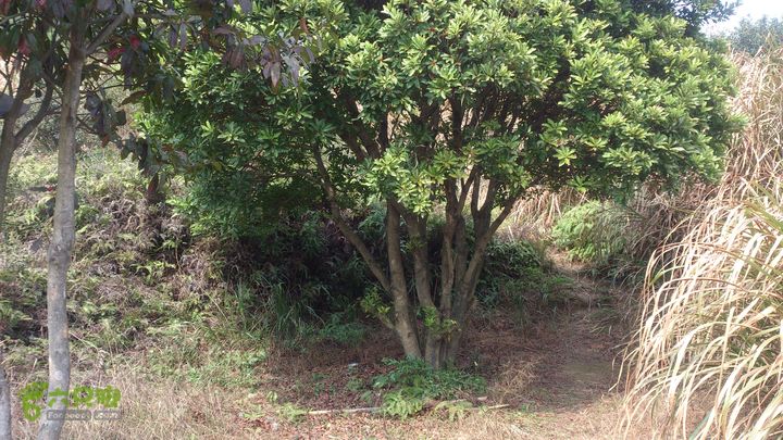 大球山（上保山）—横路头穿越✢槳樁巖下行四岔路節點 （上通槳樁巖節點）