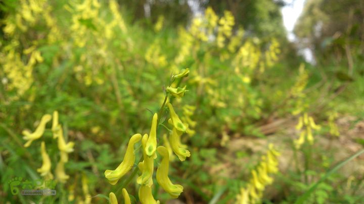 大球山（上保山）—横路头穿越黃堇