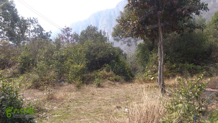 大球山（上保山）—横路头穿越✢槳樁巖下行四岔路節點（西通山頭廟）