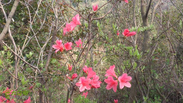 大球山（上保山）—横路头穿越柴爿花
