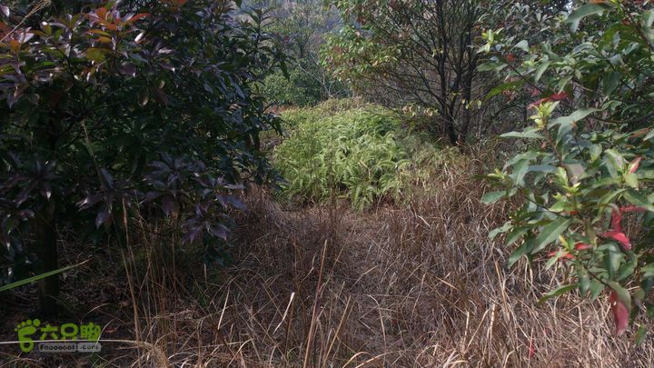 大球山（上保山）—横路头穿越✢疑似古道