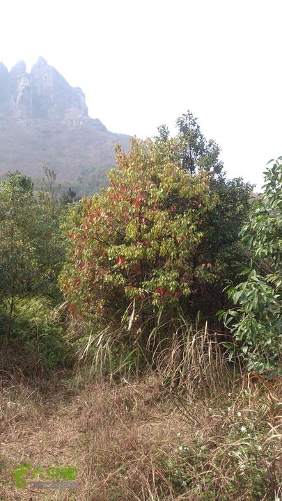 大球山（上保山）—横路头穿越✢大球嶺頭匯合節點