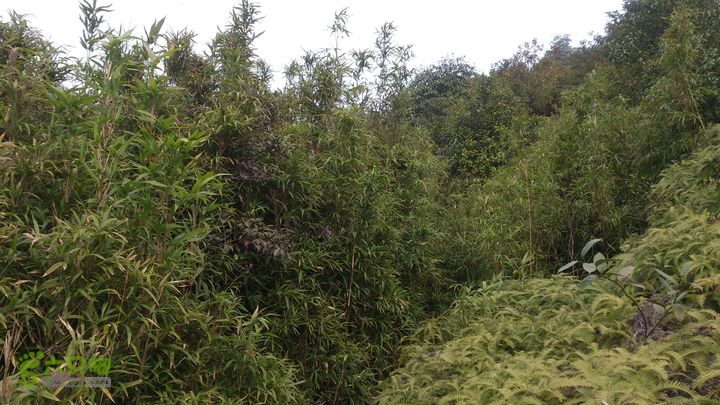 大球山（上保山）—横路头穿越筻廊夾道