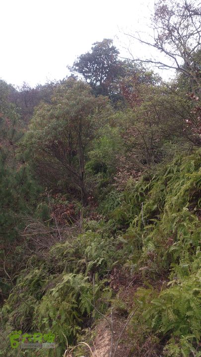 大球山（上保山）—横路头穿越✢裡沙田節點（樹側通大球嶺路廊）