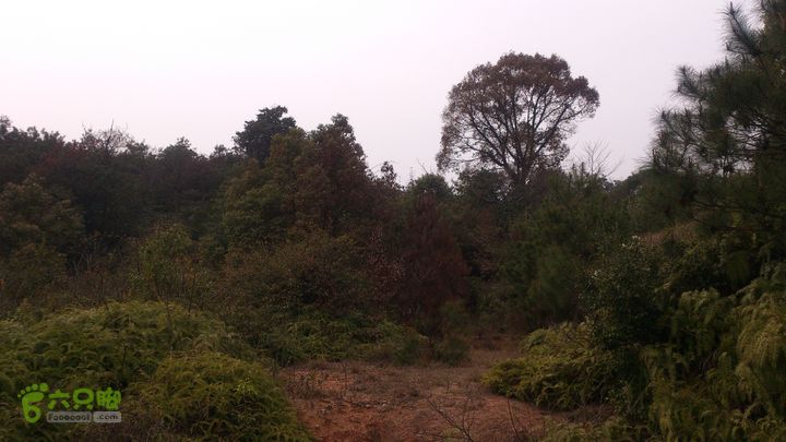 大球山（上保山）—横路头穿越✢裡沙田節點（樹側西通大球嶺路廊）