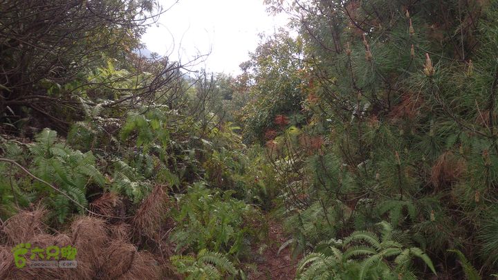 大球山（上保山）—横路头穿越大球嶺路廊—裡沙田地勢最高點