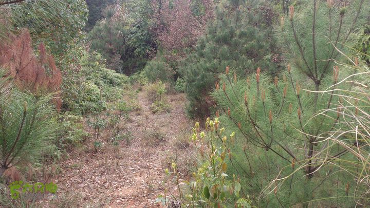 大球山（上保山）—横路头穿越✢裡沙田節點（北側高墈為基日主道）