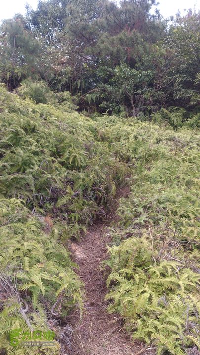 大球山（上保山）—横路头穿越✢裡沙田節點（疑通峨嵋山）