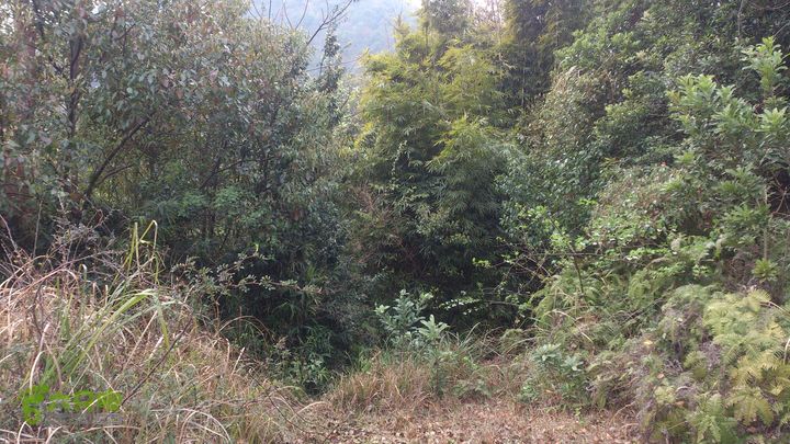 大球山（上保山）—横路头穿越✢裡沙田節點（疑老路）