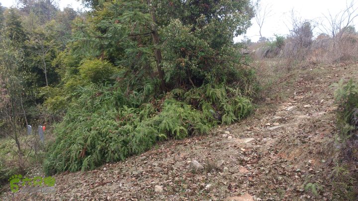 大球山（上保山）—横路头穿越✢裡沙田節點
