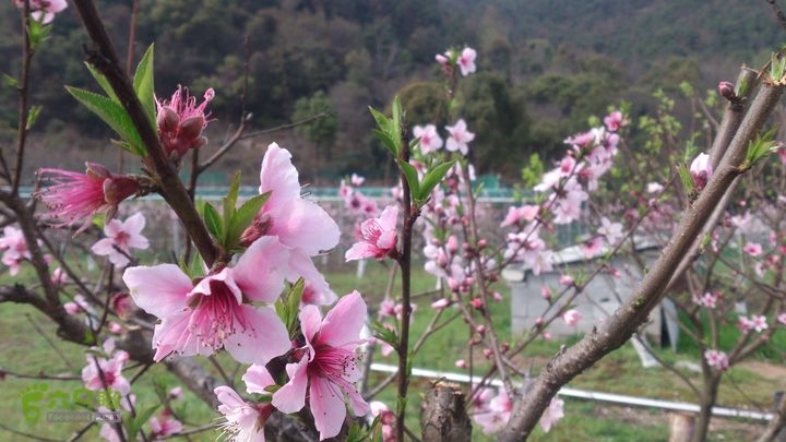 大球山（上保山）—横路头穿越橫路頭桃園