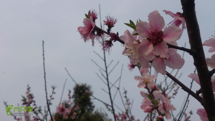 大球山（上保山）—横路头穿越橫路頭桃園